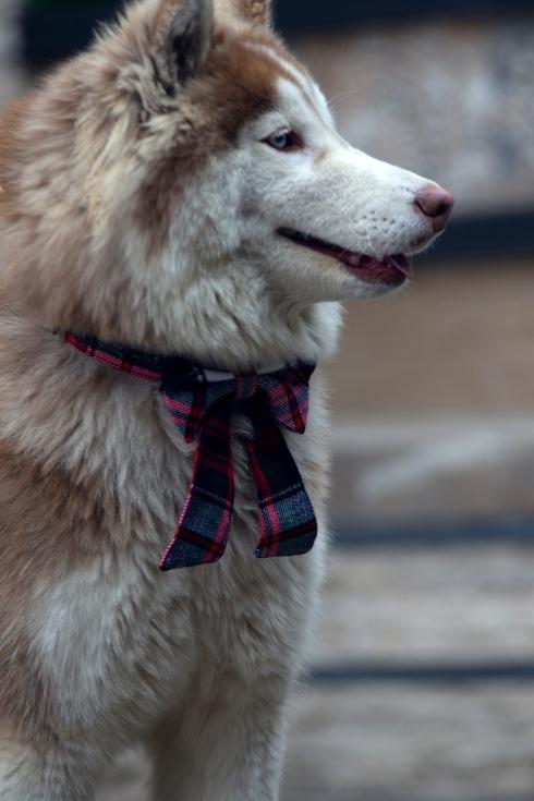Tartan Dog Bow Tie