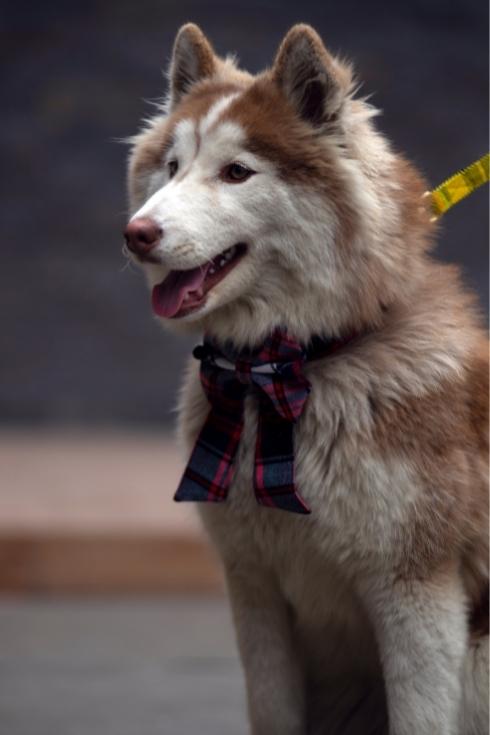 Tartan Dog Bow Tie